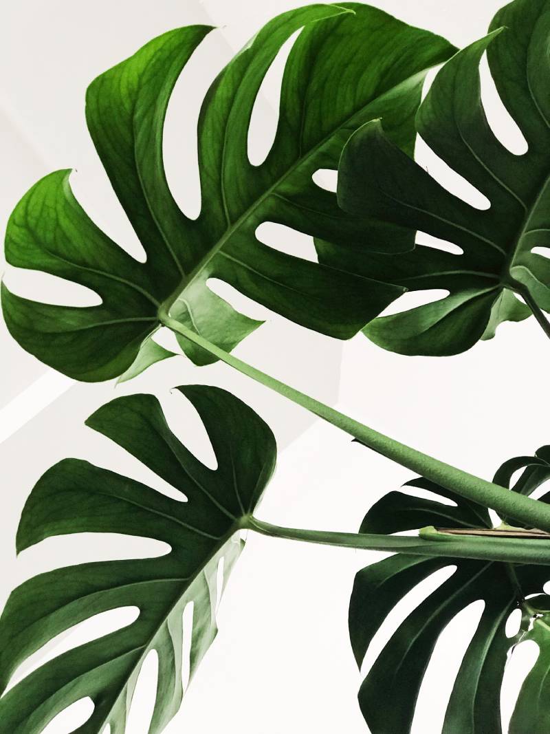 Cultivate love like a garden herb